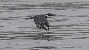 Belted Kingfisher photo by daniel bianchetta