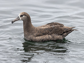 Black-footed Albatross photo by daniel bianchetta