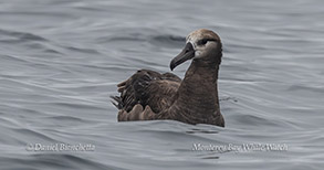 Black-footed Albatross photo by daniel bianchetta