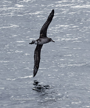 Black-footed Albatross photo by daniel bianchetta