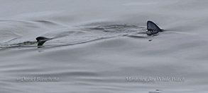 Blue Shark photo by daniel bianchetta