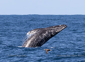 Breaching Gray Whale photo by daniel bianchetta
