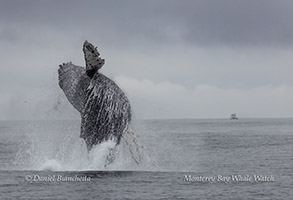 Breaching Humpback Whale photo by daniel bianchetta