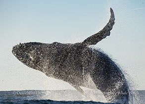 Breaching Humpback Whale photo by daniel bianchetta