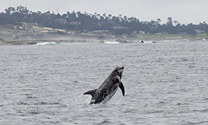 Breaching Risso's Dolphin photo by daniel bianchetta