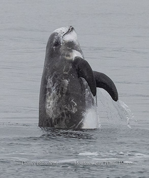 Breaching Risso's Dolphin photo by daniel bianchetta