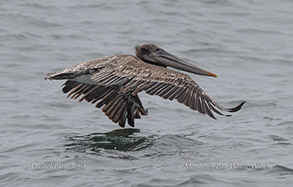 Brown Pelican close-up photo by daniel bianchetta