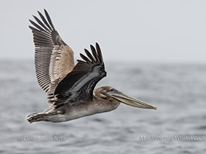 Brown Pelican in flight photo by daniel bianchetta