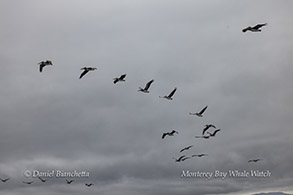 Brown Pelicans photo by daniel bianchetta