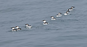 Common Murres photo by daniel bianchetta