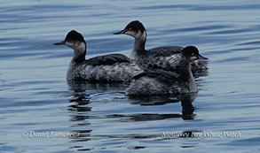 Eared Grebes photo by Daniel Bianchetta