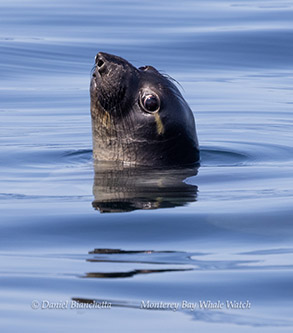 Elephant Seal photo by daniel bianchetta