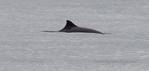 Harbor Porpoise close-up photo by daniel bianchetta