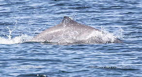 Harbor Porpoise photo by daniel bianchetta