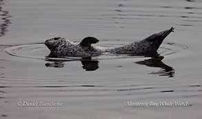 Harbor Seal photo by daniel bianchetta