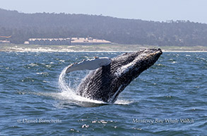 Humpback Whale breaching photo by daniel bianchetta