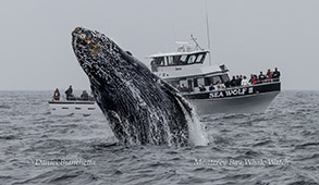 Humpback Whale breaching near Sea Wolf II photo by daniel bianchetta