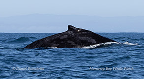 Humpback Whale photo by daniel bianchetta