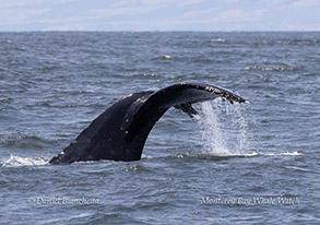 Humpback Whale fluking up to dive photo by daniel bianchetta