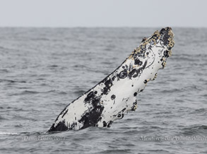 Humpback Whale pectoral fin photo by daniel bianchetta