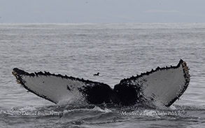 Humpback whale fluke before it disappears under the surface as the whale dives photo by daniel bianchetta
