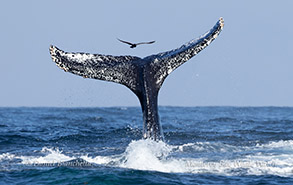 Humpback Whale tail photo by daniel bianchetta