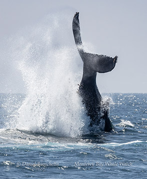 Humpback Whale tail throw photo by daniel bianchetta