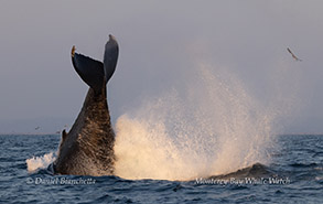 Humpback Whale tail throw photo by daniel bianchetta
