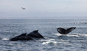 Humpback Whales photo by daniel bianchetta