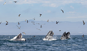 Lunge-feeding Humpback Whales photo by daniel bianchetta