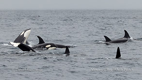 Orcas (Killer Whales) photo by daniel bianchetta