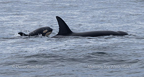 Killer Whales including calf photo by daniel bianchetta
