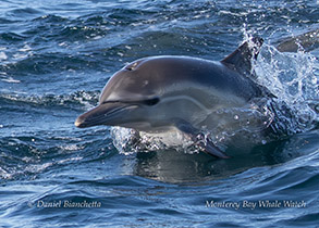 Long-beaked Common Dolphin photo by daniel bianchetta