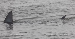 Mako Shark photo by daniel bianchetta