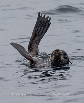 Breaching Risso's Dolphin photo by daniel bianchetta