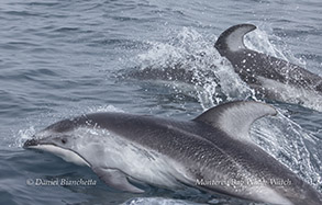 Pacific White-sided Dolphins photo by daniel bianchetta