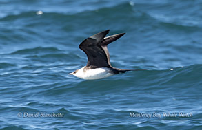 Parasitic Jaeger photo by daniel bianchetta