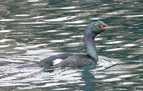 Pelagic Cormorant photo by daniel bianchetta