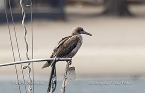 Red-footed Booby photo by daniel bianchetta