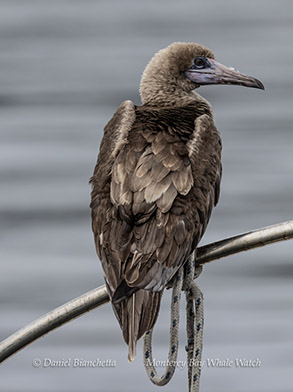 Red-footed Booby photo by daniel bianchetta