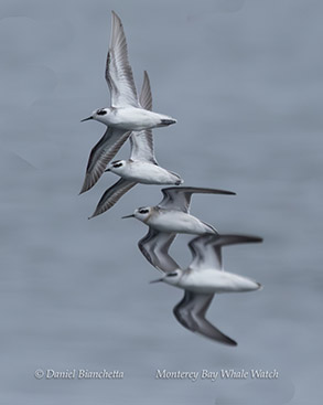 Red-necked Phalaropes in winter plumage photo by daniel bianchetta