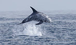 Risso's Dolphin photo by daniel bianchetta
