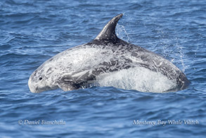 Risso's Dolphin photo by daniel bianchetta