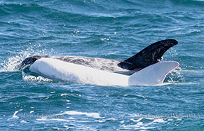 Risso's Dolphins Casper and friend photo by daniel bianchetta