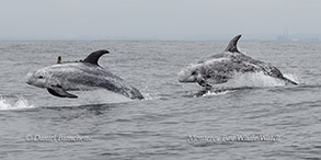 Risso's Dolphins photo by daniel bianchetta