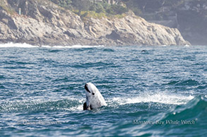 Risso's Dolphin photo by daniel bianchetta
