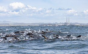 Breaching Humpback Whale photo by daniel bianchetta