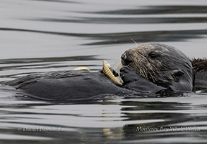 Southern Sea Otter photo by daniel bianchetta