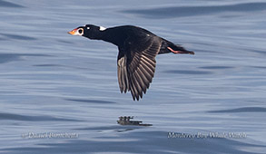 Surf Scoter photo by daniel bianchetta