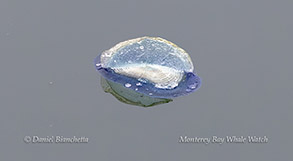 Velella Velella (By-the-Wind sailor) photo by daniel bianchetta